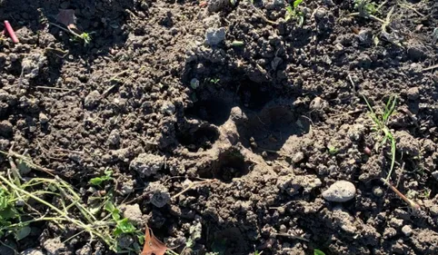 Un habitant de Montespan découvre l'empreinte d'un ours dans son...