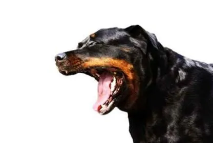 Attaqué par un rottweiler et fracture du tibia