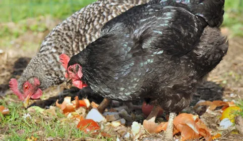 Bram: des poules pour réduire vos déchets!