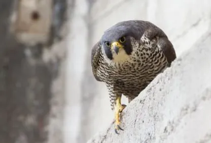 Deux faucons pélerins nés à Albi