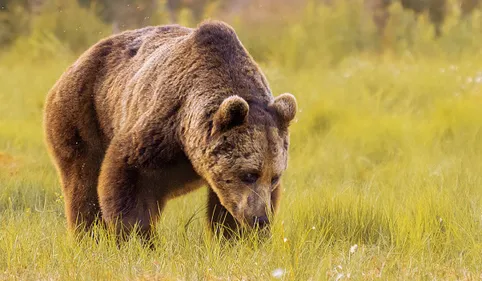  Un chasseur blessé tue une ourse dans le Couserans