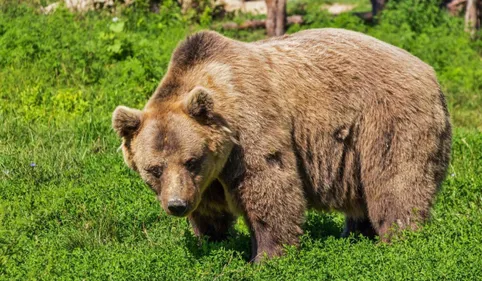 Un troisième ours tué dans les Pyrénées