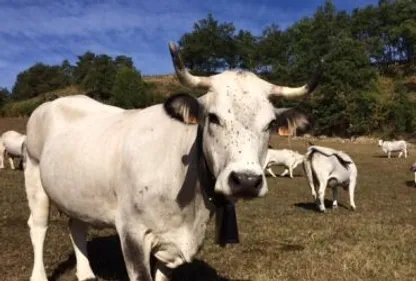 Le boeuf : star du Mas d'Azil 