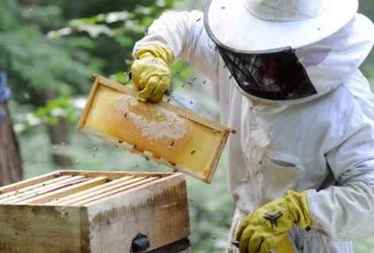 La fine fleur de l'apiculture mobilisée en Ariège