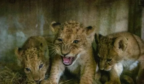 Du jamais vu au Zoo African Safari : Sept lionceaux nés ces...