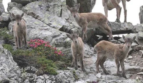 21 cabris nés dans le Parc national des Pyrénées en 2017