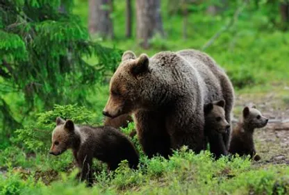 Manifestation contre l'ours à la frontière franco-espagnole