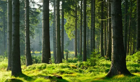 30 000 arbres sur un hectare au Garric