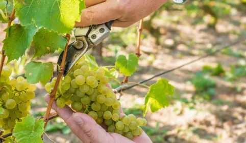 Les viticulteurs appellent à une nouvelle manifestation