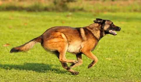 4 mois de prison avec sursis pour le tueur de chien du Volvestre