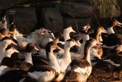 Un foyer d'influenza aviaire dans le Gers.