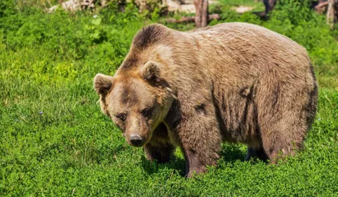 Pyrénées : Plus d'ours en montagne, mais...