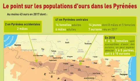 L'Etat a défini son plan ours pour 2018-28