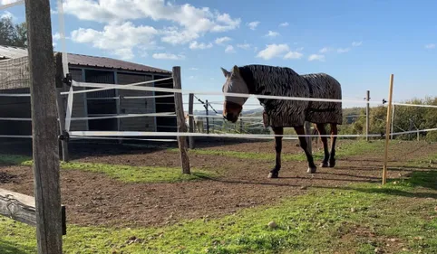 ENQUÊTE 100% - Un mystérieux drone survole les haras près de...