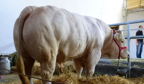 Réalmont fête la 59ième édition de sa foire agricole