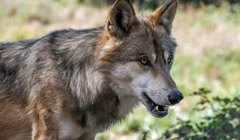 Une habitante des Pyrénées-Orientales recueille un loup mourant...