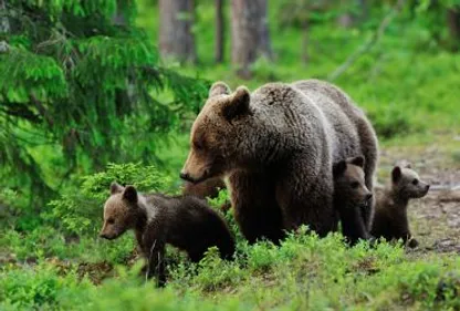 Au moins 39 ours détectés dans les Pyrénées en 2016