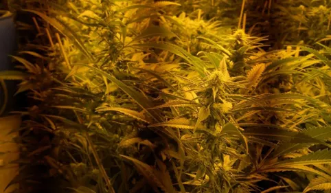 Plus de 350 plants de cannabis découverts à Perpignan