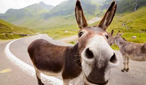 Sauvetage insolite dans la Haute Vallée