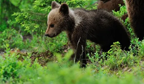 Pyrénées: sauvetage d'un ourson "seul, fatigué et dérouté"