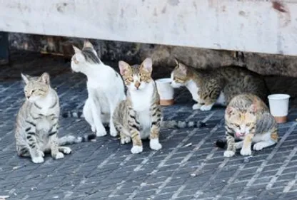 Moins de chats errants à Carcassonne