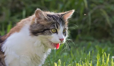 Canicule : les animaux aussi souffrent !