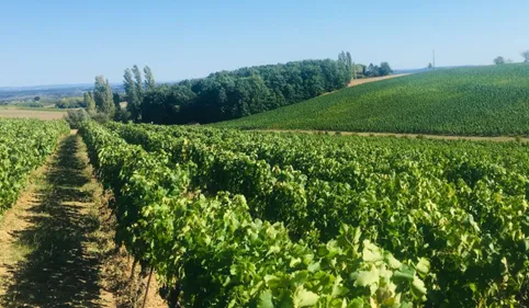 Vendanges précoces dans le Gaillacois