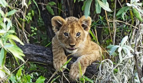 Un lionceau découvert à quelques kilomètres de Perpignan