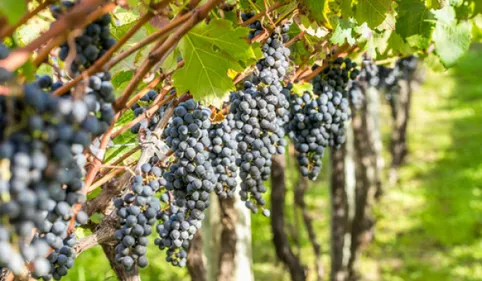 Réunion des vignerons ce jeudi