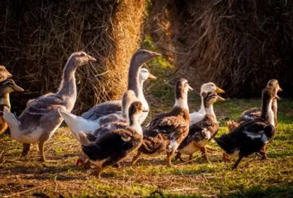 De nouveaux foyers H5N8 en Bigorre