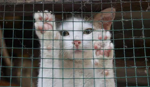 Près de Toulouse, 382 chats disparus depuis un an, une enquête ouverte