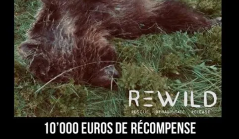 Des écologistes proposent 10 000 euros de récompense pour retrouver...