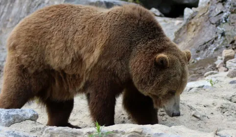 Poursuivi par une ourse, un randonneur parvient à l'impressionner...