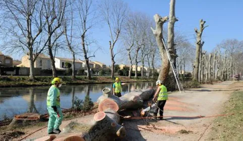 Canal du Midi: l'abattage des arbres se poursuit