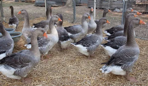Grippe aviaire : oies et canards de retour chez les éleveurs 