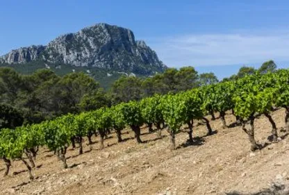 Les viticulteurs du Midi s'invitent dans le débat de la présidentielle