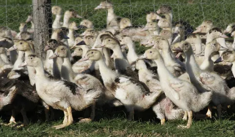 Grippe aviaire : nouveaux blocages contre l'abattage