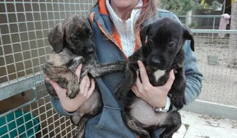 Des chiots volés à la SPA de Perpignan