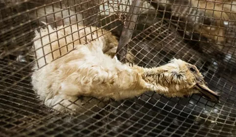 Béarn : Un élevage de canards épinglé dans une vidéo choc publiée...