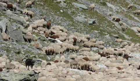 Près de 200 brebis dérochent dans le Couserans