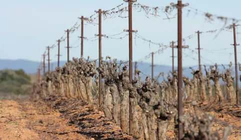 Tarn: R2T2, un robot pour la taille des vignes