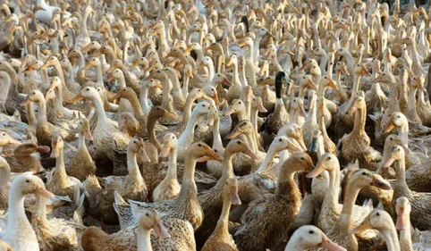 Virus aviaire : 10.800 canards abattus par précaution dans le Gers