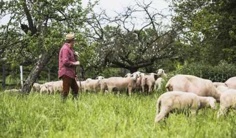 Les bergers de Corneilla-la-Rivière se rendent aux autorités 