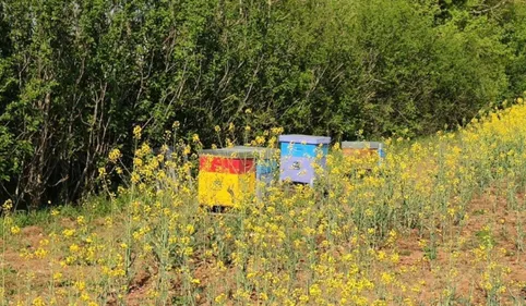 Le confinement profite-t-il aux abeilles ? La réponse d'un...