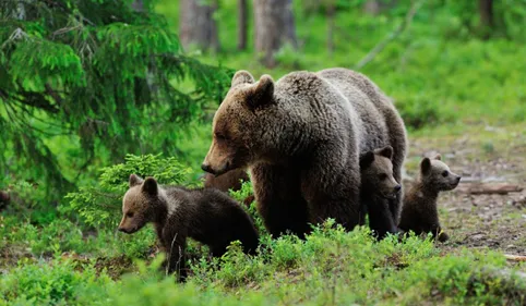 C'est confirmé : la réunion sur l'ours est annulée 