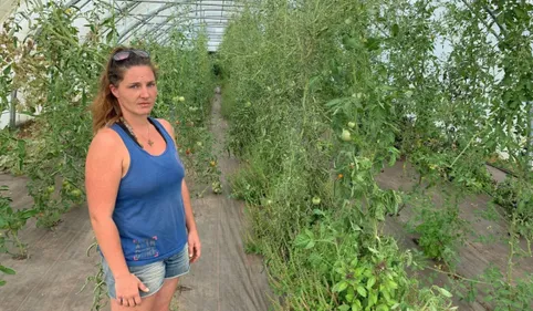 Le potager d'Elise dépouillé de ses plus belles tomates à Albi