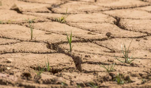 L'état de calamité agricole reconnu pour 85 communes audoises