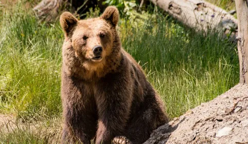 Le nombre d'ours continue d'augmenter dans les Pyrénées
