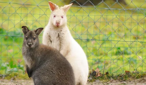 Près de Toulouse, les Wallabies en fuite ont été retrouvés 