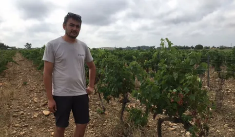 Canicule dans les P-O : un "coup de chalumeau" sur les vignes